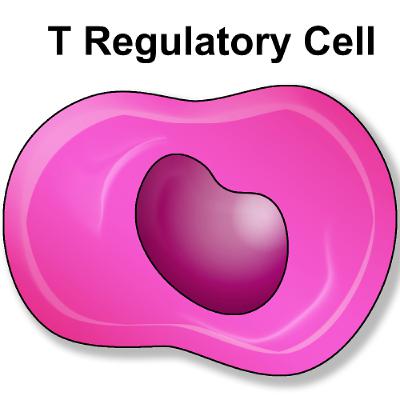 New Antibody Removes Tregs to Boost Immune Response Against Cancer New Antibody Removes Tregs to Boost Immune Response Against Cancer