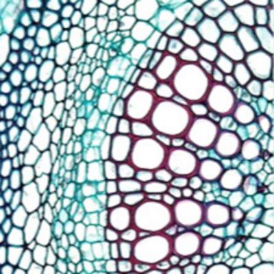 What drives cambium development?