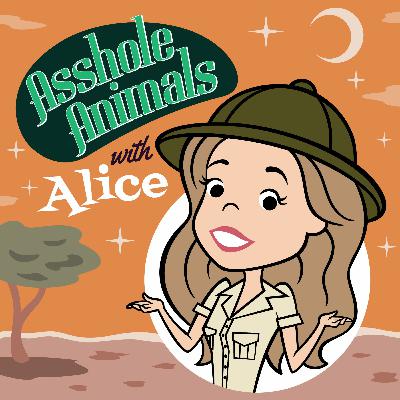 Episode 42 - Koalas, with Dr Chloe Buiting