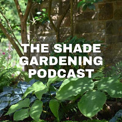 Hydrangeas in the Shade – Spring Care and Growing Gorgeous Blooms