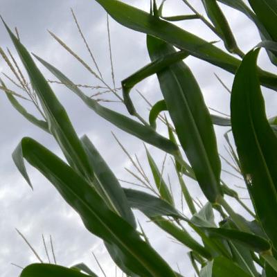 Episode 8: Corn maze rambles