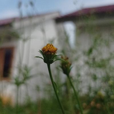 Kau Siapa