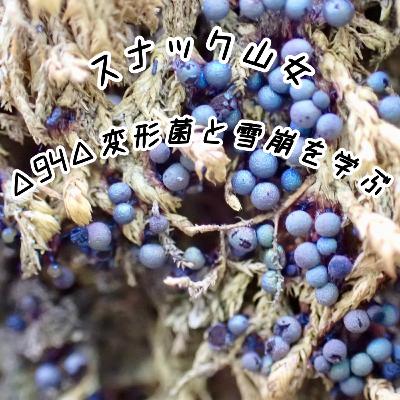 △94△ 変形菌と雪崩を学ぶ △94△ 変形菌と雪崩を学ぶ