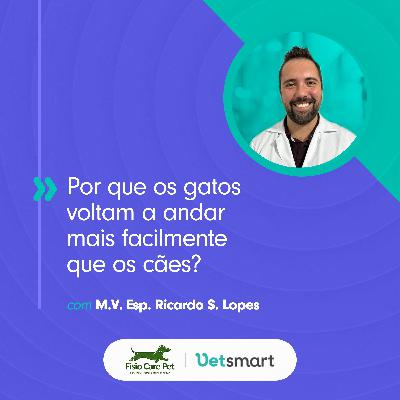 Por que os gatos voltam a andar mais facilmente do que os cães?