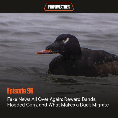 Ep. 96 – Fake News All Over Again: Reward Bands, Flooded Corn, and What Makes a Duck Migrate