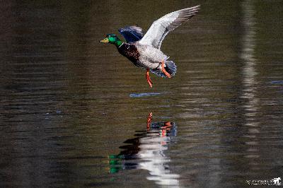 Waterfowl conservation and hunting, Where to paddle during autumn