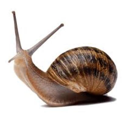 [S2. Les espèces animales en voie d'apparition] L'escargot à grande vitesse