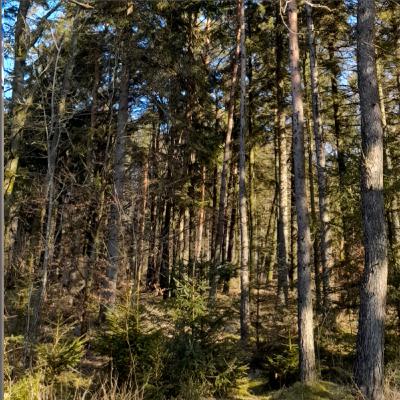 kennet andersen podcast hvem var saul dansk 8 dec 2023 nr 1024 kennet andersen podcast hvem var saul dansk 8 dec 2023 nr 1024