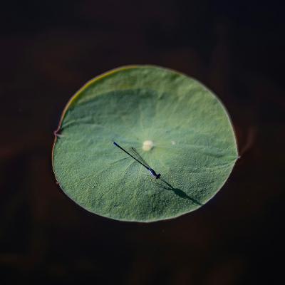 Ep. 502 Meditazione sulla impermanenza - Sabbe Saṅkhārā Aniccā
