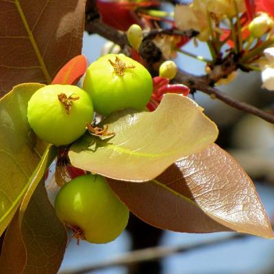 Cagaita: O Sabor do Cerrado que Te Move