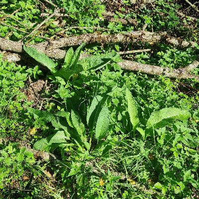 67* Erste-Hilfe-Kräuter