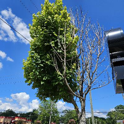 A Faith of Pursuit (A New Way) 6-30-24