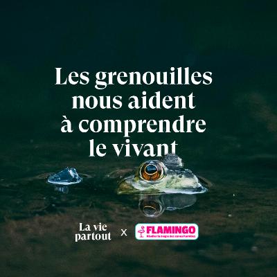 Comprendre le vivant grâce aux grenouilles - Entretien avec Julien Perrot en collaboration avec Flamingo.eco Comprendre le vivant grâce aux grenouilles - Entretien avec Julien Perrot en collaboration avec Flamingo.eco