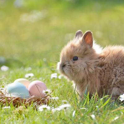 🐰Ostern-Bonus🐰