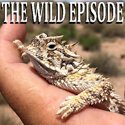 Texas Horned Lizard : The Pain Index III