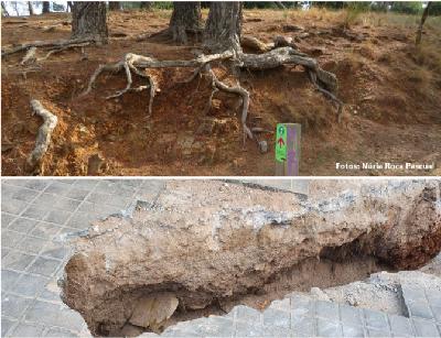 David Badia, profesor del Campus de Huesca David Badia, profesor del Campus de Huesca