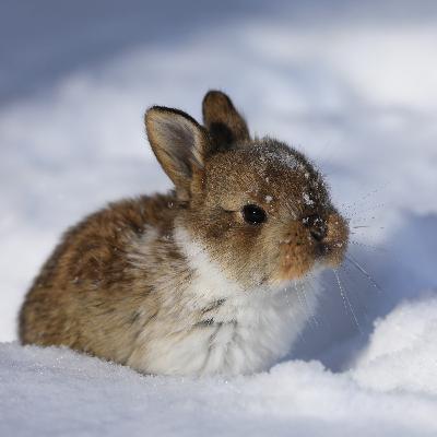 Lapin crétin