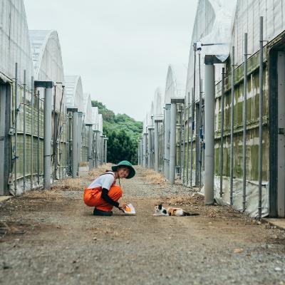🥭マンゴー農家の本音ポロリ　〜宮古島での生活をご紹介〜