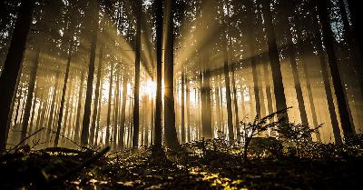 Divisa la "famiglia nel bosco"