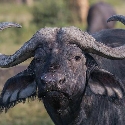 S1E15 - Epidemia di fake news