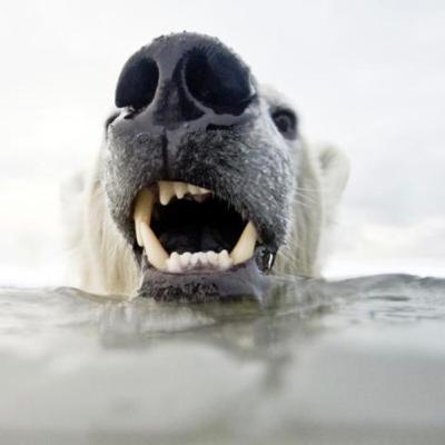 #8: Polar bears cover up their noses when they hunt?!