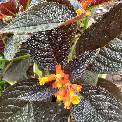 Sholat bagi yang safar (dalam perjalanan) Sholat bagi yang safar (dalam perjalanan)