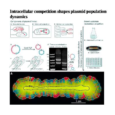 347-质粒的细胞内竞争及其进化动态 347-质粒的细胞内竞争及其进化动态