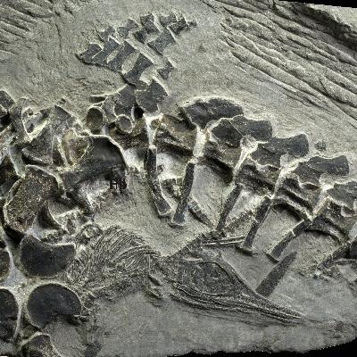 Erstarrte Momente: Tödliche Spuren, Wassergeburt und Dinopipi