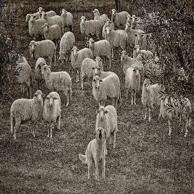 Non temere tu che sei piccolissimo - Ordinario XIX - Lc 12,32-48