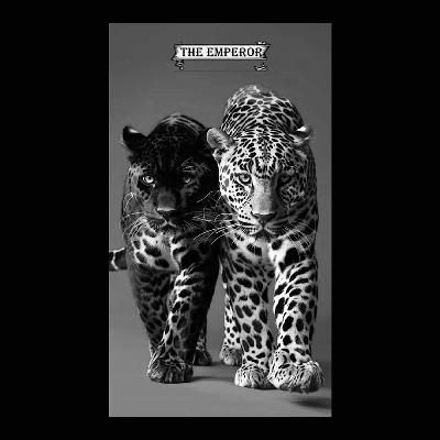 EASY TIGER V.2
