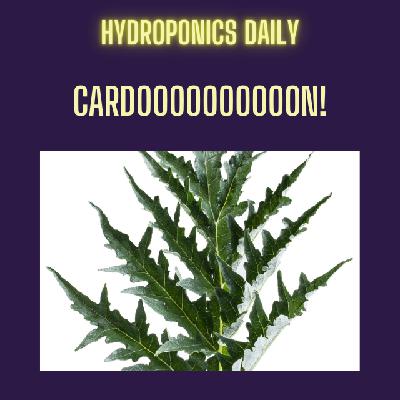 Cardoon: The High‑Value Hydroponic Crop Michelin Chefs Crave Cardoon: The High‑Value Hydroponic Crop Michelin Chefs Crave