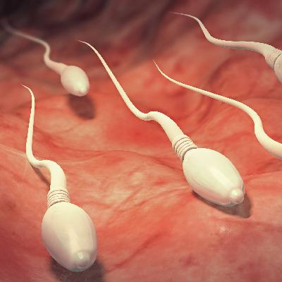 Sex im All: Fehlende Schwerkraft erschwert Schwangerschaften Sex im All: Fehlende Schwerkraft erschwert Schwangerschaften