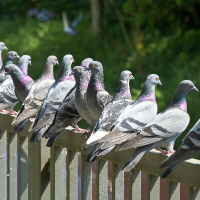 Hype um "Ratten der Lüfte" - Warum das Netz Tauben liebt