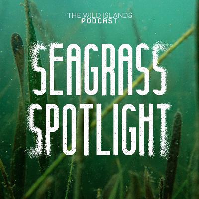 Seagrass Spotlight | Episode Seven