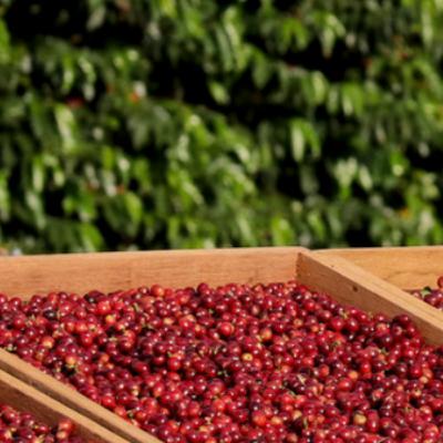 #1 Episode - The Cupping Table with Willem Boot