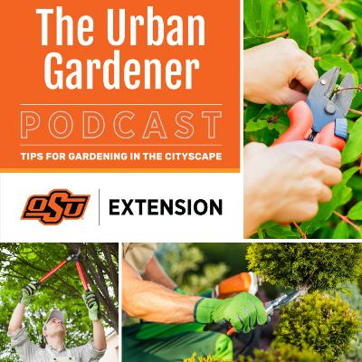 Episode 32: Pruning Smarter, Not Harder