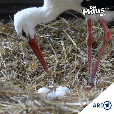 Eine lange Reise (1/5) I Tierliches ab 6 Jahren Eine lange Reise (1/5) I Tierliches ab 6 Jahren