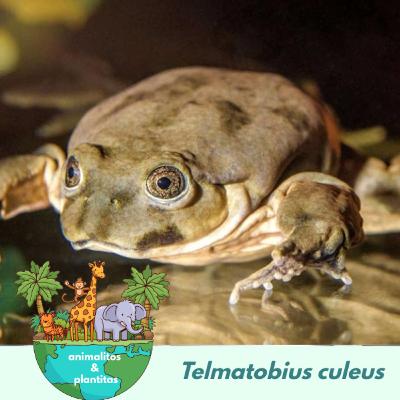EP19 Calzones para ranas