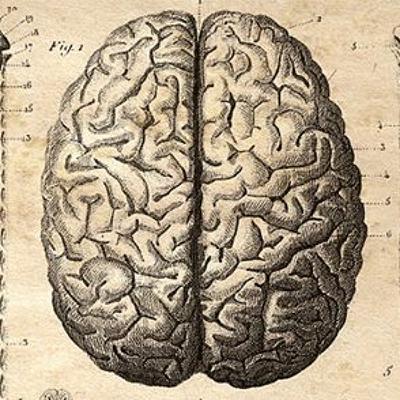 La Tête Dans Le Cerveau #28 La Fratrie