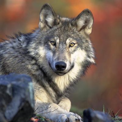Vivre avec les loups de Jean-Michel Bertrand