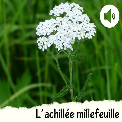 L'achillée millefeuille L'achillée millefeuille