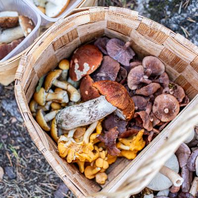 Finlandia od kuchni – Region Saimaa cz.1