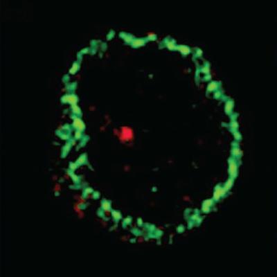 The Organization and Expression of Lymphocyte Receptor Genes (Immunology part 6)