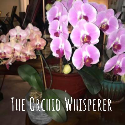 You can be an Orchid Whisperer, too!