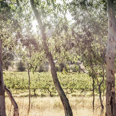 Opportunities for Australian wine In Japan - Jonathon O'Neil