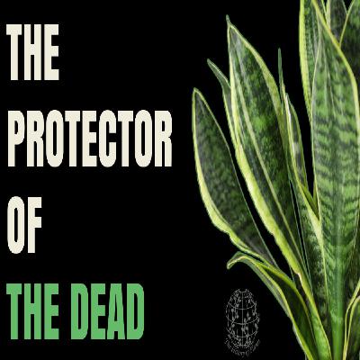 The Mysterious Origins of the Snake Plant