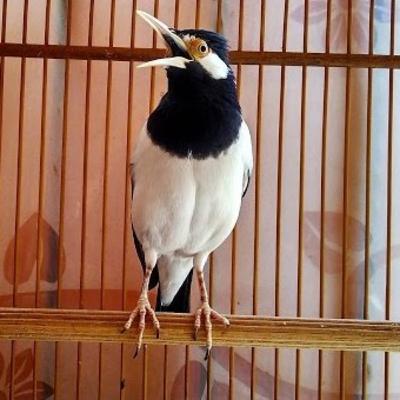 Jalak Suren Gacor full