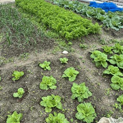 #73【農と座間味】夏野菜と冬野菜が同居する農地が、沖縄にあった #73【農と座間味】夏野菜と冬野菜が同居する農地が、沖縄にあった