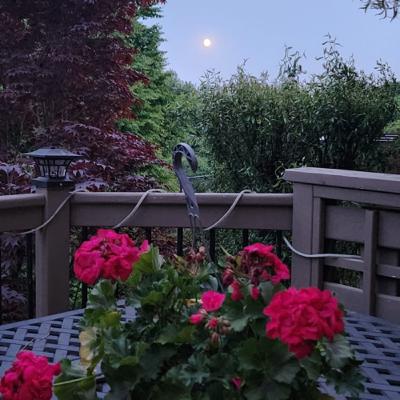 SAG FULL MOON FROM A SAG STELLIUM.