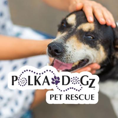 From Bullets to Blessings: Inside Florida's Most Passionate Dog Rescue | 1,800 Dogs Saved & Counting
